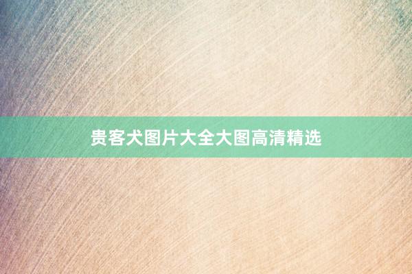 贵客犬图片大全大图高清精选